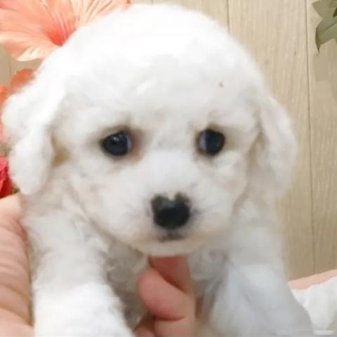 ビションフリーゼ