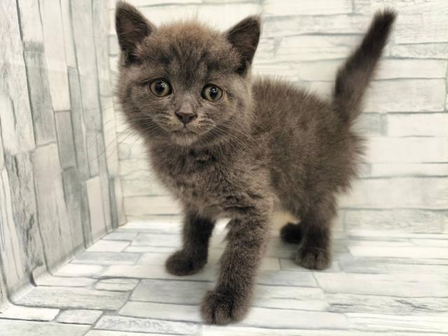 ブリティッシュショートヘア