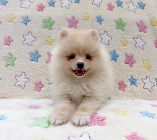 ポメラニアン