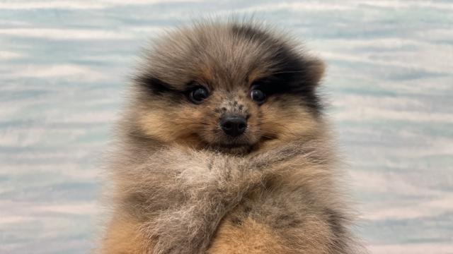 MIXポメラニアン×柴犬