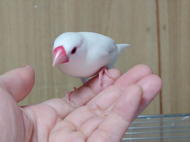白文鳥