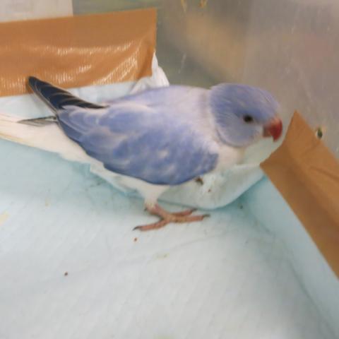ワカケホンセイインコ（バイオレットオパーリン）