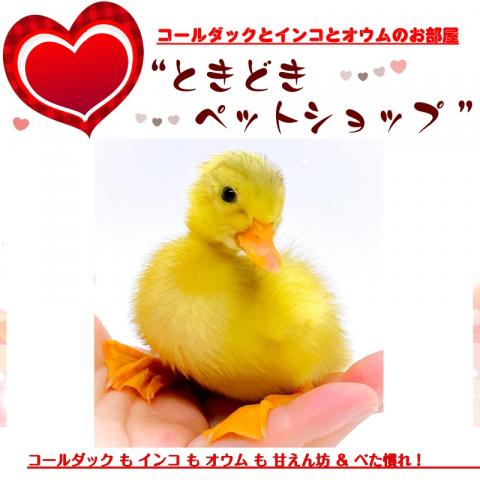 コールダック