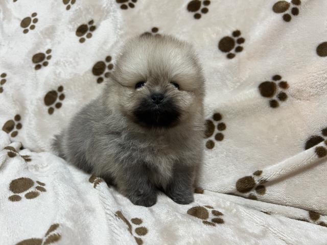 ポメラニアン