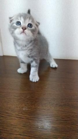 スコティッシュフォールド