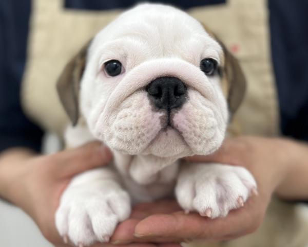 ブルドッグ