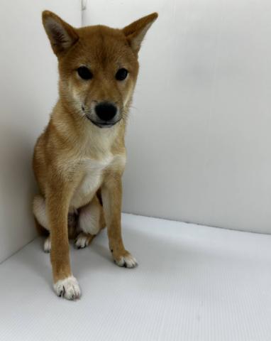 柴犬