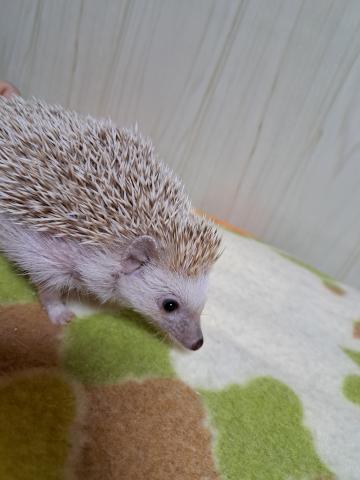 ハリネズミ  