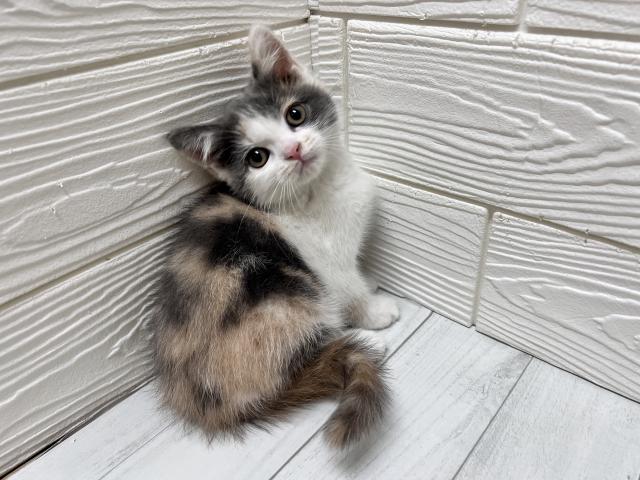 スコティッシュフォールド