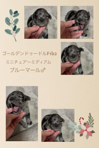 MIXゴールデンドゥードル