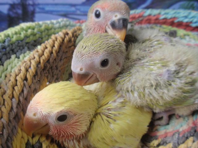 コザクラインコ 雛 (^_-)-☆
