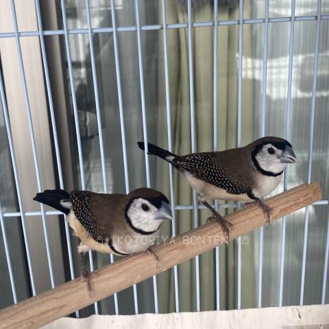 カノコスズメペア