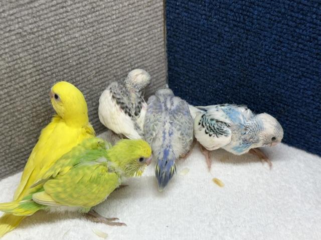 セキセイインコ