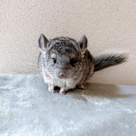 チンチラ スタンダードアンゴラキャリア