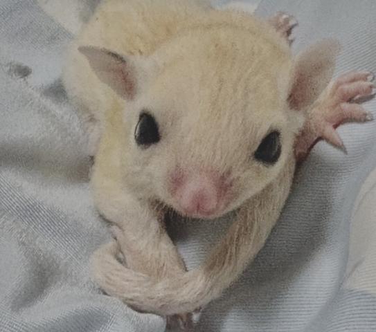 モシスティック