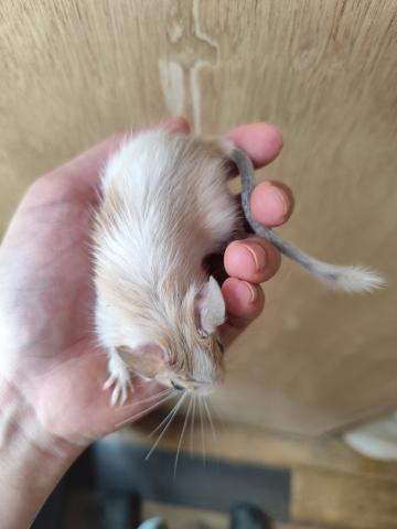 デグー　サンドパイド