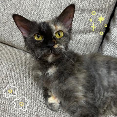 ラパーマ