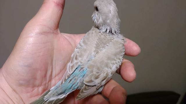 ジャンボセキセイインコ③