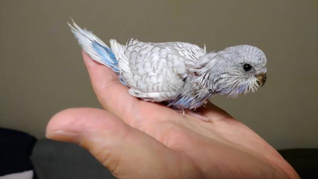 ジャンボセキセイインコ④