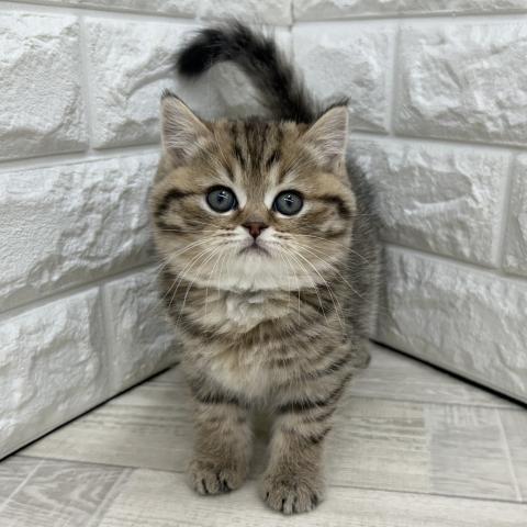 ブリティッシュショートヘア