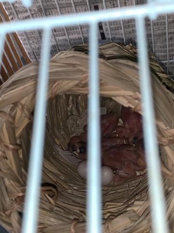 弥富文鳥
