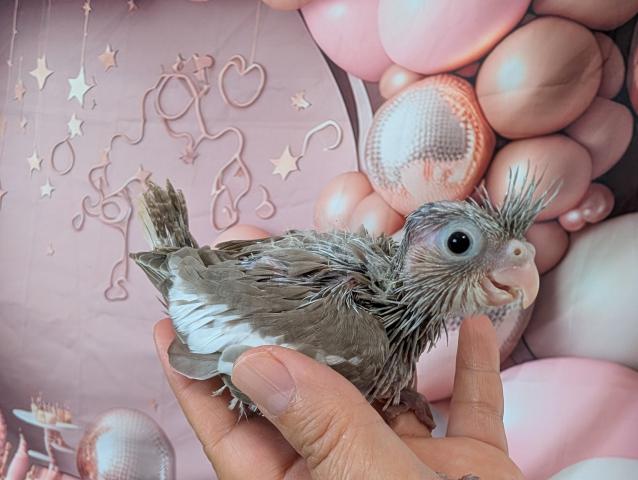 オカメインコ WFドミナントシルバーSF
