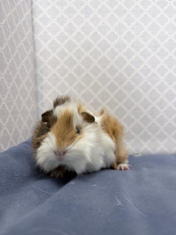 アビシニアン