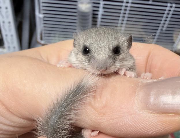 アフリカヤマネ