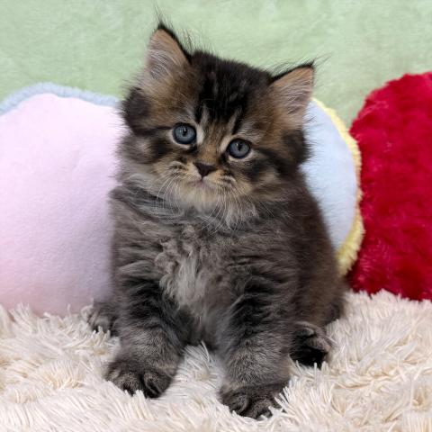 ブリティッシュショートヘア