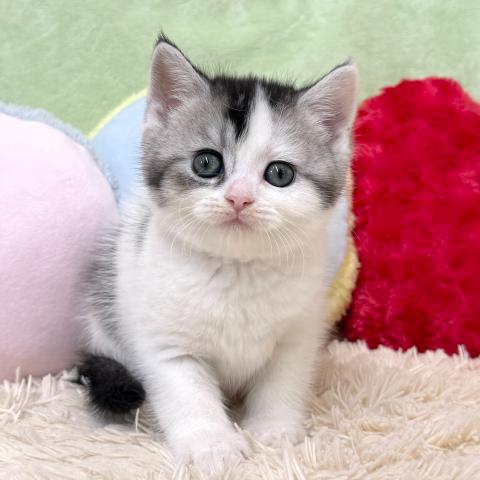 ブリティッシュショートヘア
