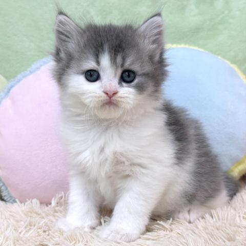 ブリティッシュショートヘア
