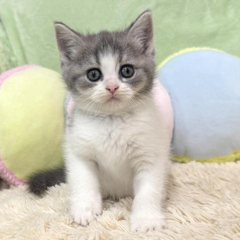 ブリティッシュショートヘア