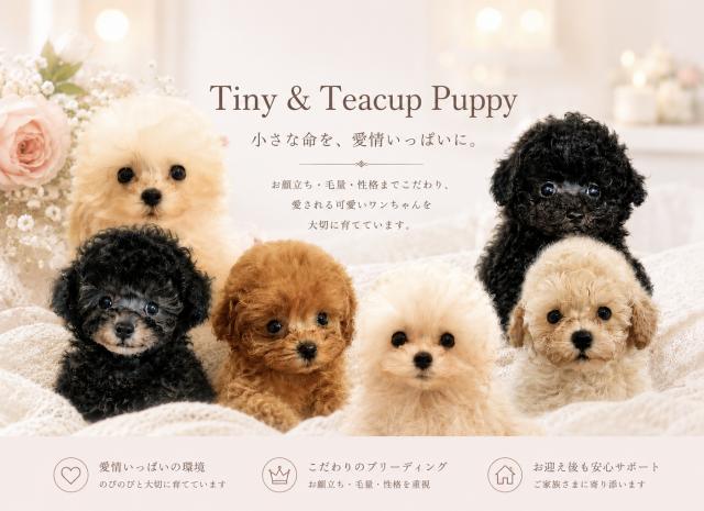 カワイイぷーどるどっぐ