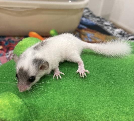 【ハイホワイト】アフリカヤマネ