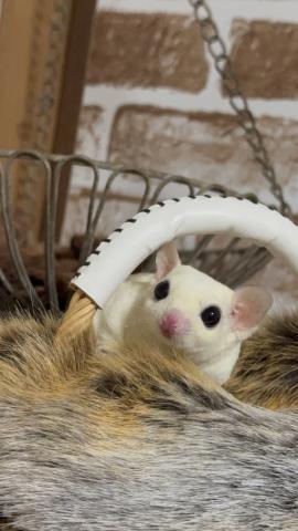 フクロモモンガ リューシ