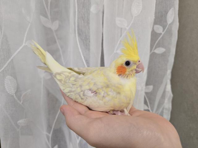 オカメインコ