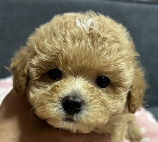 トイプードル