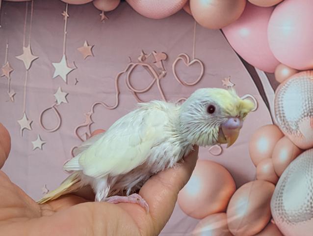 梵天セキセイインコ　クリームルチノー