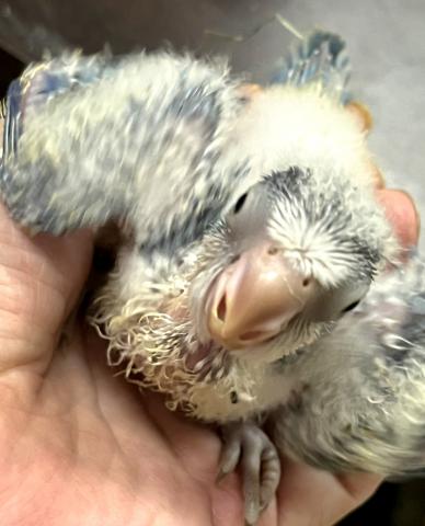 オキナインコ