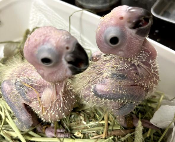 コガネメキシコインコ