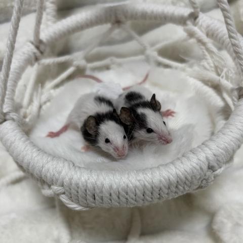 パンダマウス