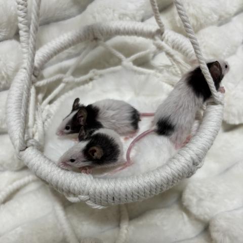 パンダマウス