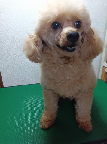 トイプードル