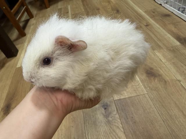 モルモット テッセルモルモット