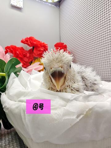 コザクラインコ雛