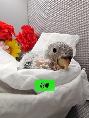 コザクラインコ雛