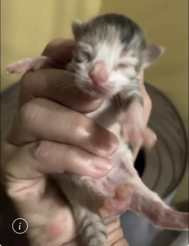 ノルウェージャンフォレストキャット