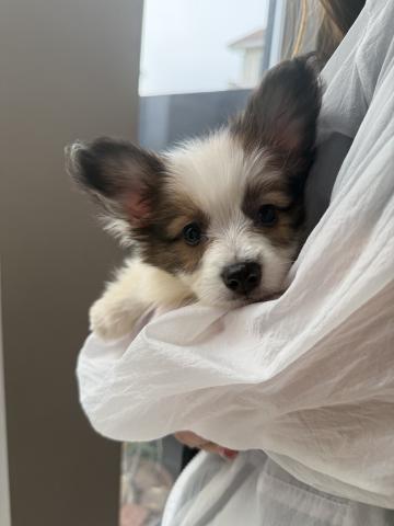 パピヨン保護犬君💕
