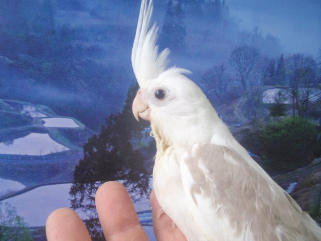 オカメインコ ホワイトフェイスシナモンパイド 男の子 (^_-)-☆