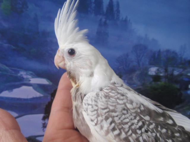 オカメインコ ホワイトフェイスパールパイド 男の子 (^_-)-☆